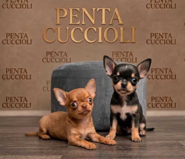 CHIHUAHUA TOY CUCCIOLI -  rate da 12 mesi | Foto 3