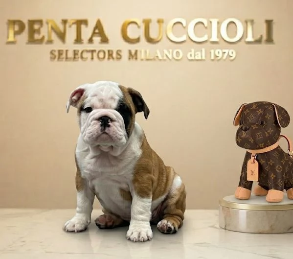 BULLDOG INGLESE PUPPY BIANCO ARANCIO -  rate da 12 mesi