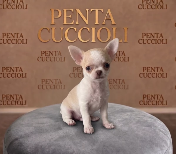 CHIHUAHUA TOY CUCCIOLI -  rate da 12 mesi