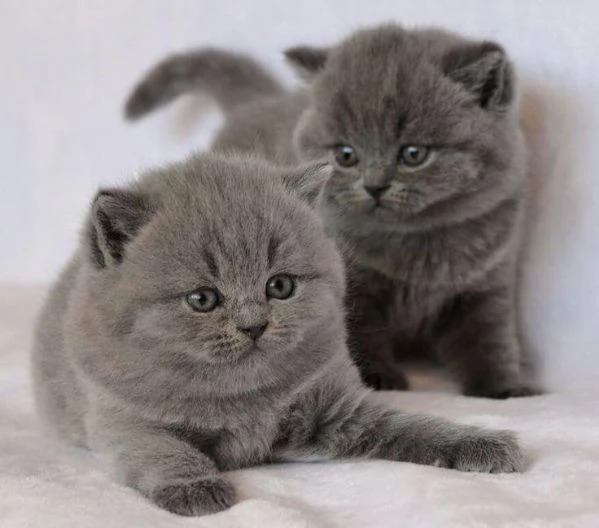 BRITISH SHORTHAIR BLU CUCCIOLI -  rate da 12 mesi