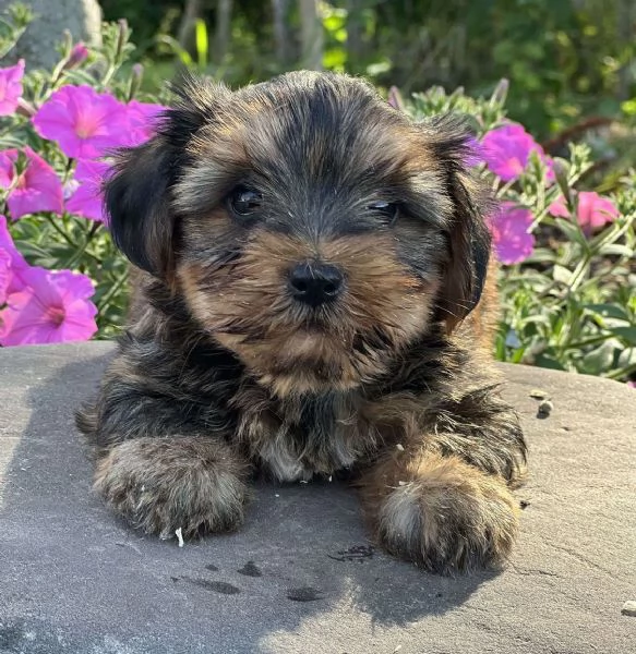 YORKIEPOO - YORKIPO - YORKIEDOODLE CUCCIOLI - rate da 12 mesi