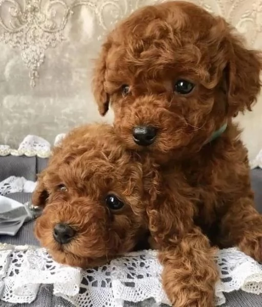 Barboncini toy - pagamento agevolato