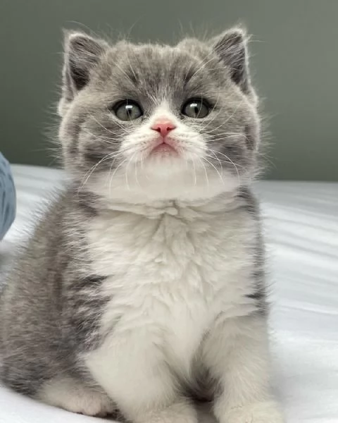 BRITISH SHORTHAIR BICOLORE BIANCO E BLU- pagamento agevolato | Foto 0