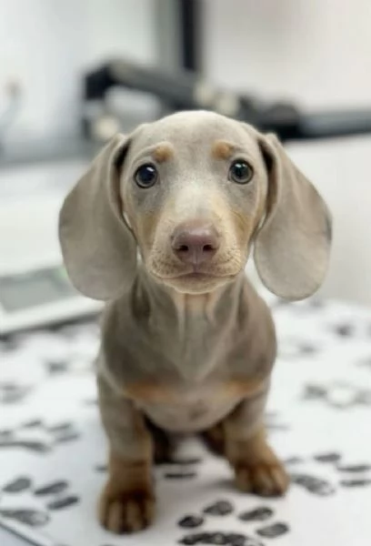 BASSOTTO - BASSOTTI NANI TEDESCHI BLU cuccioli da 60 euro al mese