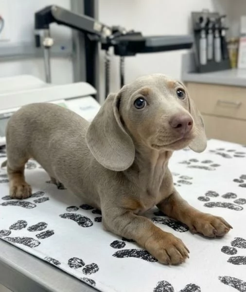 BASSOTTO - BASSOTTI NANI TEDESCHI BLU cuccioli da 60 euro al mese | Foto 0