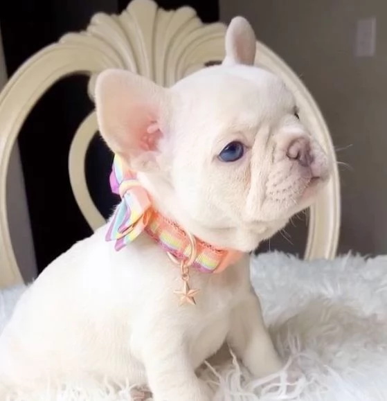 BOULEDOGUE - BULLDOG FRANCESE fCUCCIOLI- pagamento rateale