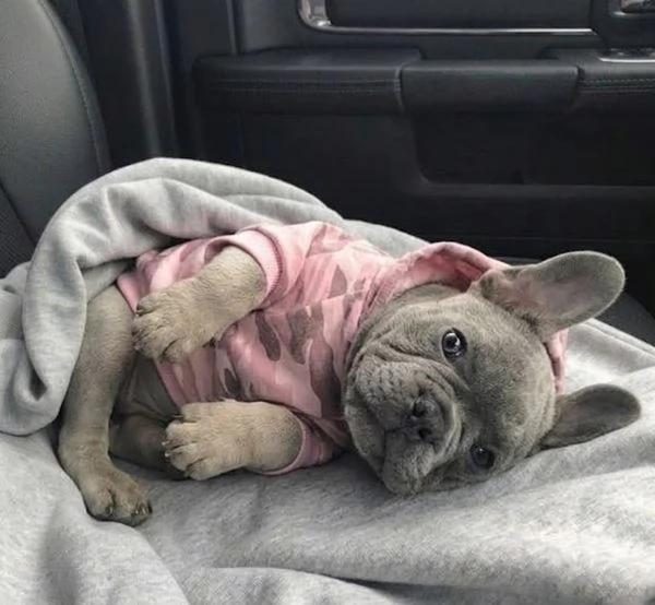 BULLDOG FRANCESE - BOULEDOGUE FRANCESE BLU CUCCIOLI- pagamento rateale | Foto 1