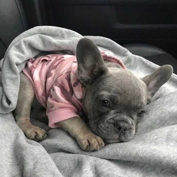 BULLDOG FRANCESE - BOULEDOGUE FRANCESE BLU CUCCIOLI- pagamento rateale | Foto 0