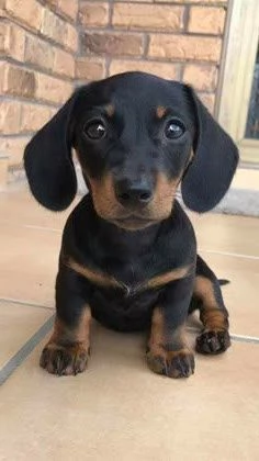 BASSOTTO NANO TEDESCO NERO FOCATO CUCCIOLI - BASSOTTI NANI-  pag rateale 12 mesi | Foto 0