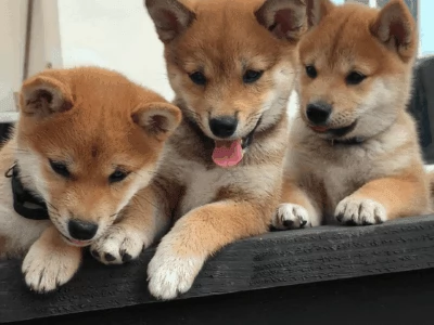 SHIA INU CUCCIOLI pag. agevolato