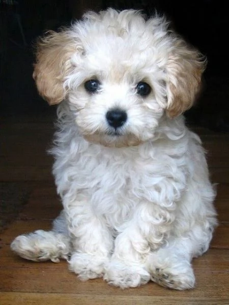 Chihuahua toy cuccioli - pagamento personalizzato | Foto 0