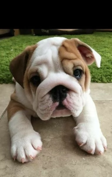 BULLDOG INGLESE CUCCIOLI - pagamento personalizzato