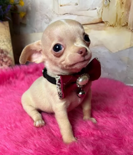 Chihuahua toy cuccioli fulvi - pagamento personalizzato