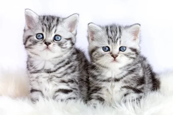 BRITISH SHORTHAIR SILVER TABBY CUCCIOLI pagamento agevolato