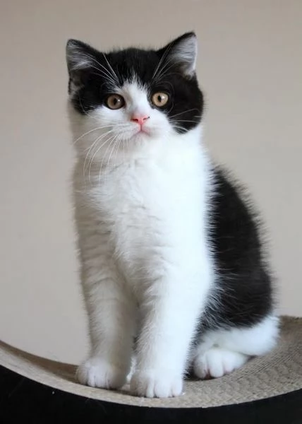 BRITISH SHORTHAIR BICOLOR CUCCIOLI pagamento agevolato | Foto 0