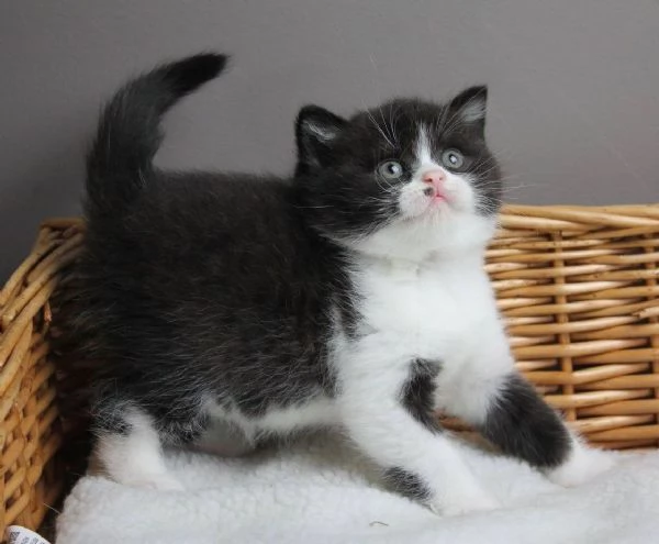 BRITISH SHORTHAIR BICOLOR CUCCIOLI pagamento agevolato
