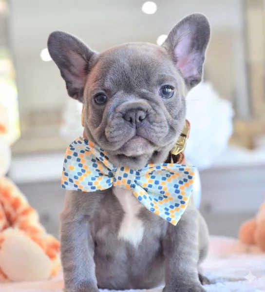 BULLDOG FRANCESE- BOULEDOGUE FRANCESE BLU CUCCIOLI da 60 euro al mese | Foto 0