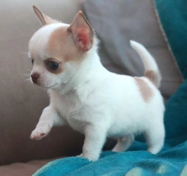CHIHUAHUA TOY CUCCIOLI da 60 euro al mese