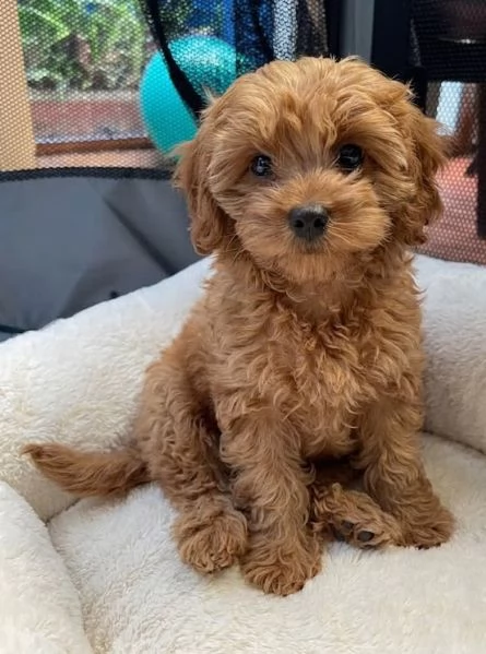 MALTIPOO NANI - MALTIPO CUCCIOLI da 60 euro al mese