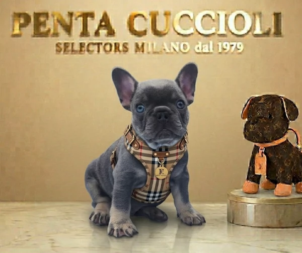 BULLDOG FRANCESE- BOULEDOGUE FRANCESE BLU CUCCIOLI da 60 euro al mese
