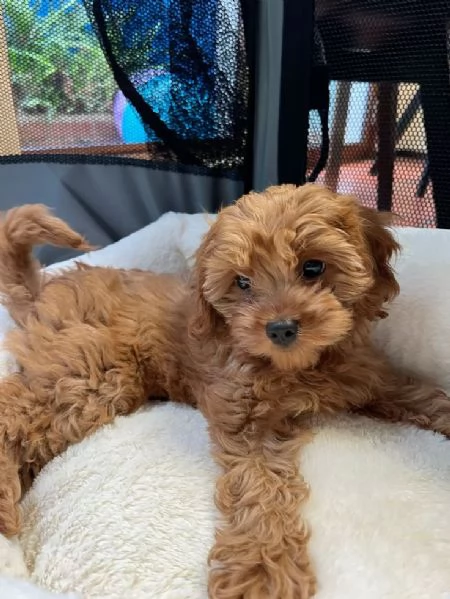 MALTIPOO NANI - MALTIPO CUCCIOLI da 60 euro al mese | Foto 0