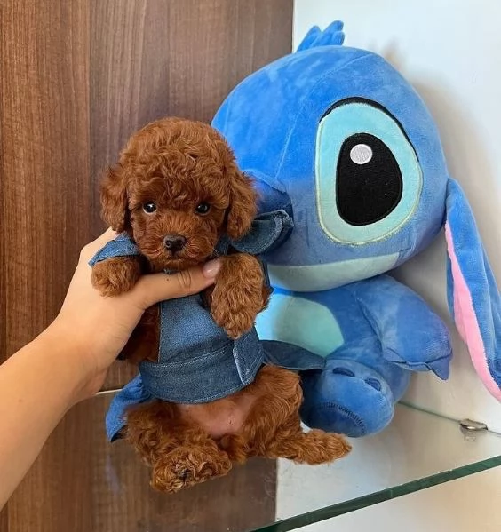 BARBONCINO TOY - BARBONCINI CUCCIOLI pag agevolato