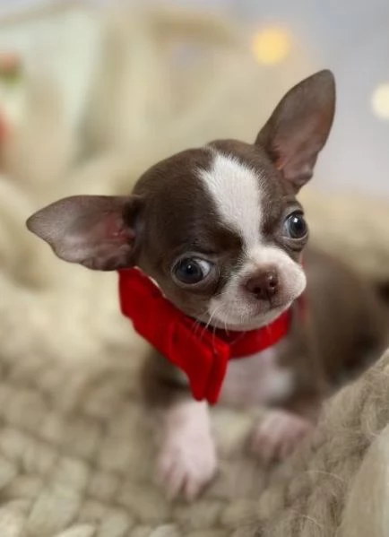 CHIHUAHUA TOY CUCCIOLI ITALIANI BIANCHI E CIOCCOLATO pag agevolato