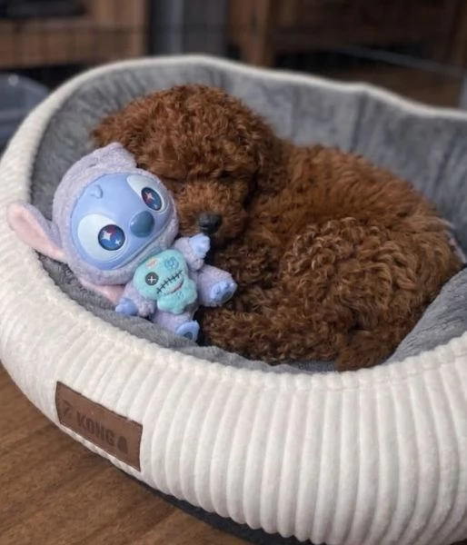 BARBONCINO TOY - BARBONCINI CUCCIOLI pag agevolato | Foto 0