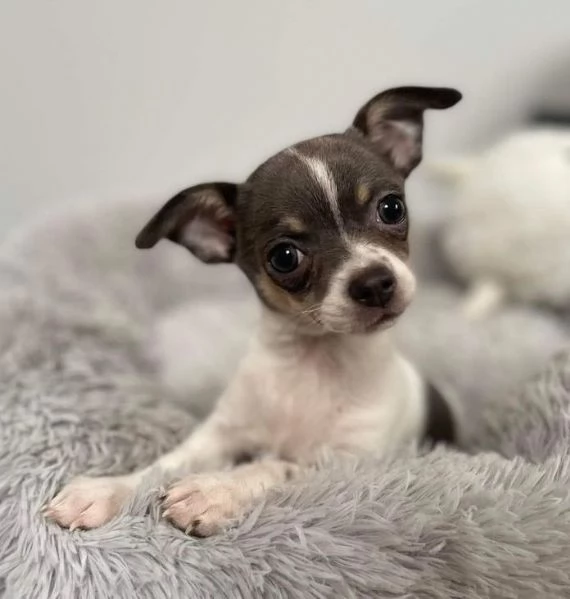 CHIHUAHUA TOY CUCCIOLI ITALIANI BIANCHI E NERI pag agevolato