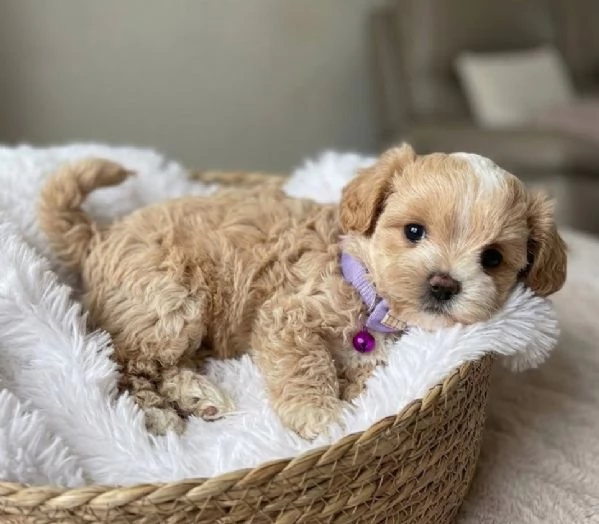 MALTIPOO - MALTIPO CUCCIOLI ITALIANI pag rateale | Foto 0