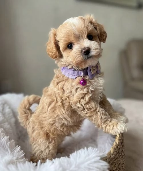 MALTIPOO - MALTIPO CUCCIOLI ITALIANI pag rateale