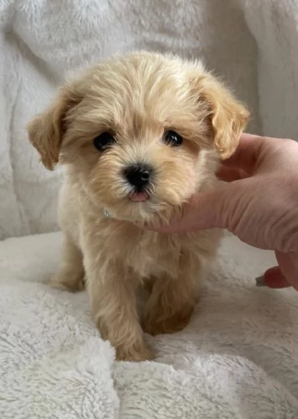 MALTIPOO - MALTIPO CUCCIOLI ITALIANI pag rateale