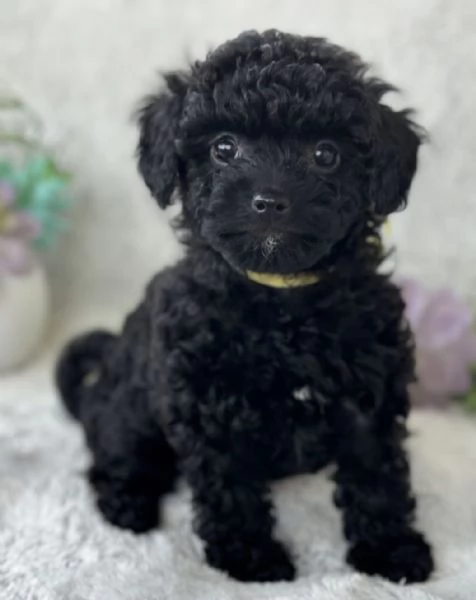 BARBONCINO TOY - BARBONCINI BLACK CUCCIOLI - pagamento dilazionato