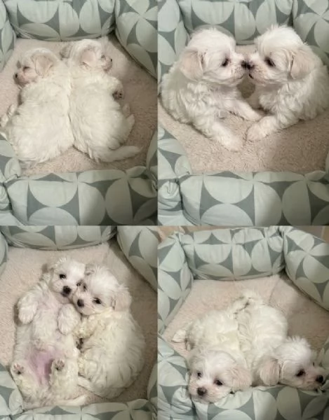 MALTESI e MALTESE PUPPY - pagamento dilazionato | Foto 0