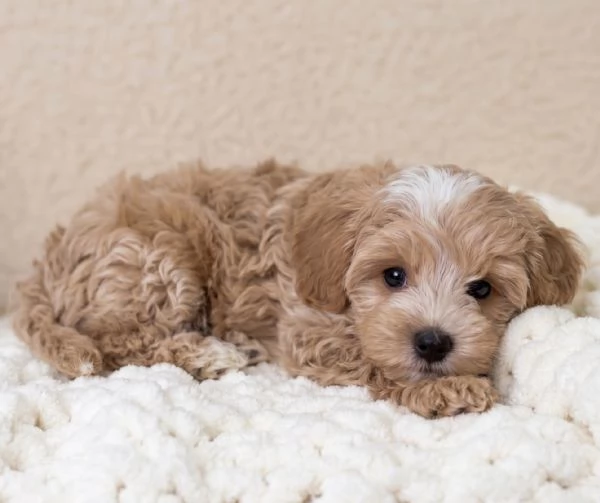 MALTIPO - MALTIPOO PUPPY - pagamento dilazionato | Foto 1
