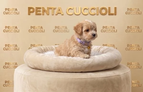 MALTIPO - MALTIPOO PUPPY - pagamento dilazionato