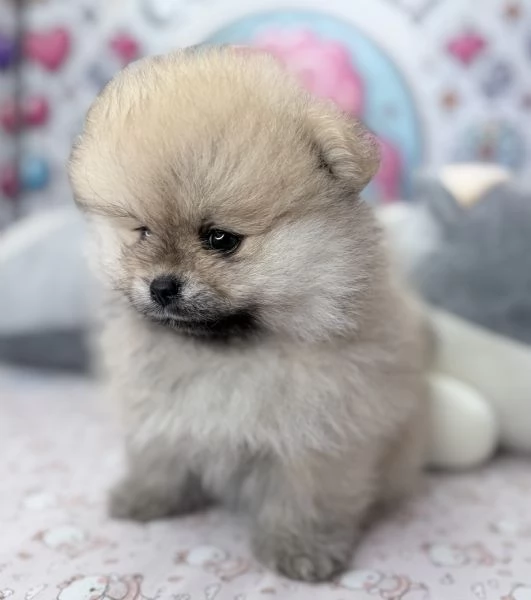 VOLPINI SPITZ di POMERANIA CUCCIOLI - pagamento dilazionato