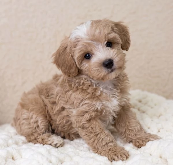 MALTIPO - MALTIPOO PUPPY - pagamento dilazionato