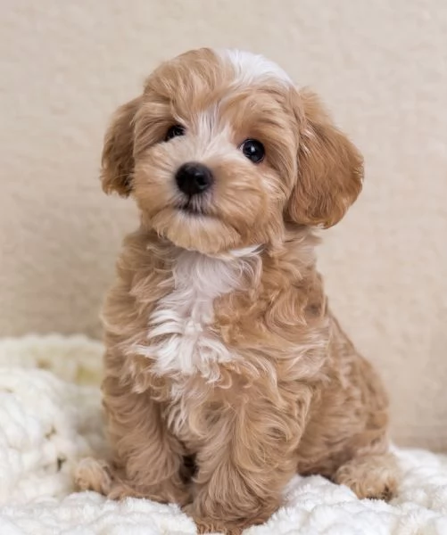 MALTIPO - MALTIPOO PUPPY - pagamento dilazionato | Foto 0