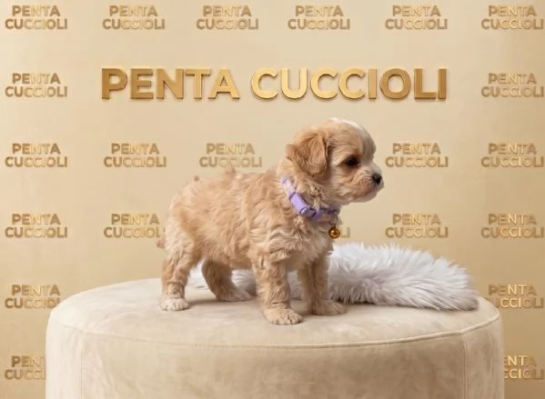 MALTIPO - MALTIPOO PUPPY - pagamento dilazionato | Foto 0