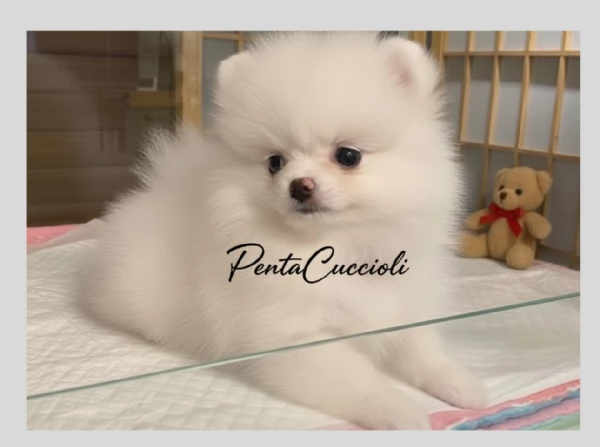 VOLPINO - VOLPINI SPITZ di POMERANIA CUCCIOLI pag rateale | Foto 1