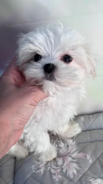MALTESE - MALTESI CUCCIOLI pag rateale