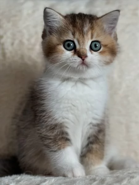 BRITISH SHORTHAIR ESOTIC CUCCIOLI - pagamento rateale