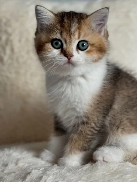 BRITISH SHORTHAIR ESOTIC CUCCIOLI - pagamento rateale | Foto 0