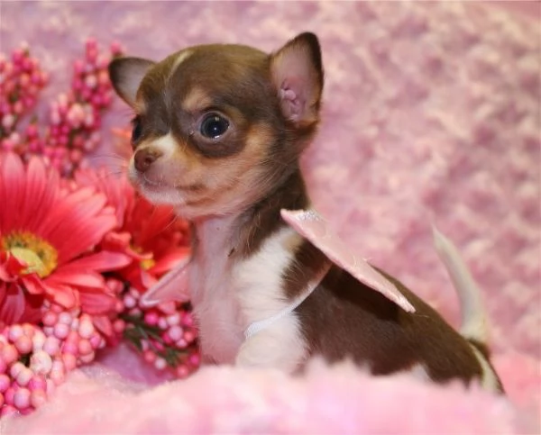 CHIHUAHUA TOY CUCCIOLI PELO LUNGO CIOCCOLATO  pag agevolato | Foto 1