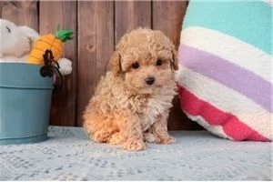 BARBONCINI NANI E BARBONCINO ALBICOCCA CUCCIOLI pag rate da 12 mesi 