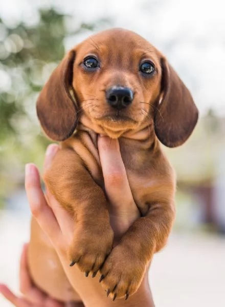 BASSOTTO NANO - BASSOTTI NANI FUVI CUCCIOLI pag rate da 12 mesi