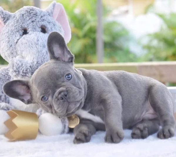 BULLDOG FRANCESE BLU CUCCIOLI pag rate da 12 mesi | Foto 0