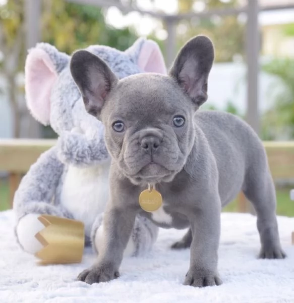 BULLDOG FRANCESE BLU CUCCIOLI pag rate da 12 mesi