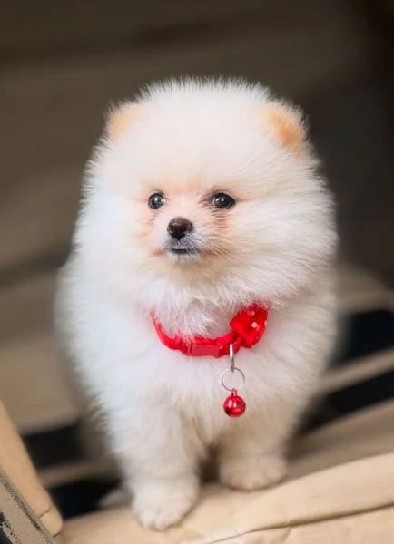VOLPINO SPITZ di POMERANIA CUCCIOLI - pag rateale | Foto 1